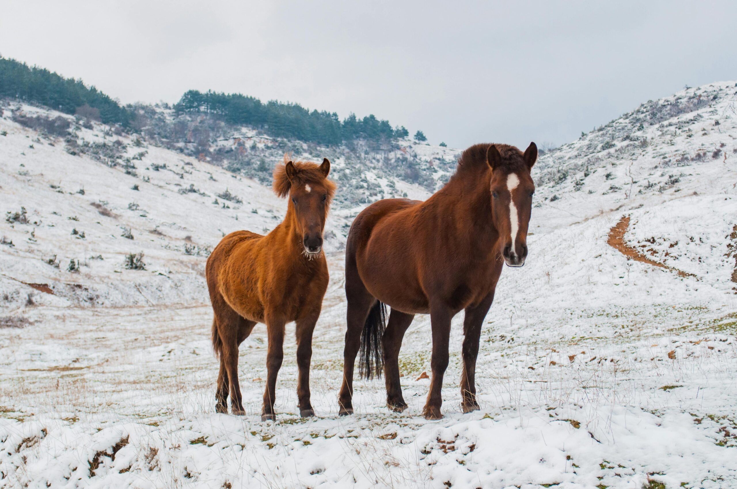 hoe help je je paard de winter door