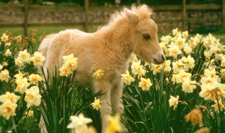 Duurzaamheid in de paardensport