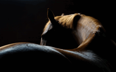 Schuurplekken op de rug van je paard