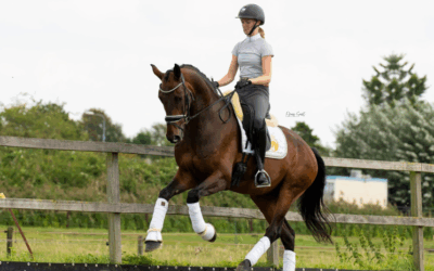 Paardenwelzijn