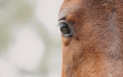 Paardenwelzijn