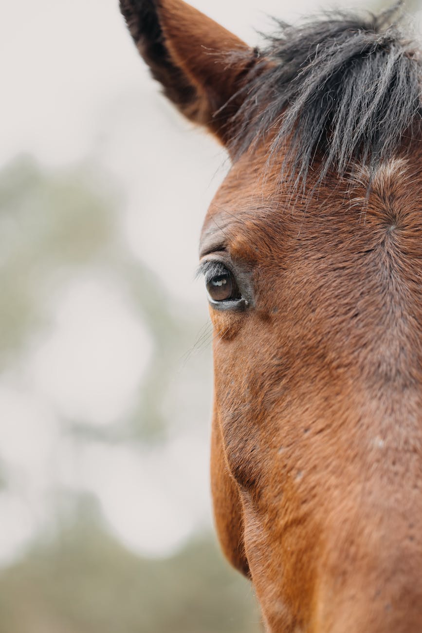 macro close up of horse s eye in nature