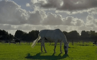 Hoe oud worden paarden?