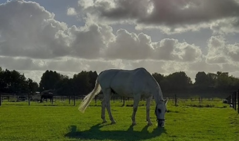 Hoe oud worden paarden