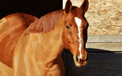 Paarden scheren