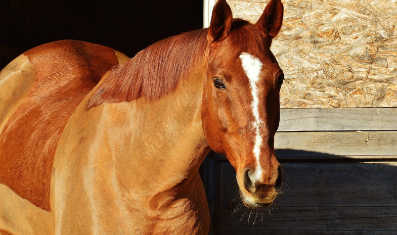 Paard scheren
