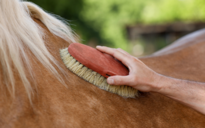 Paarden borstelen