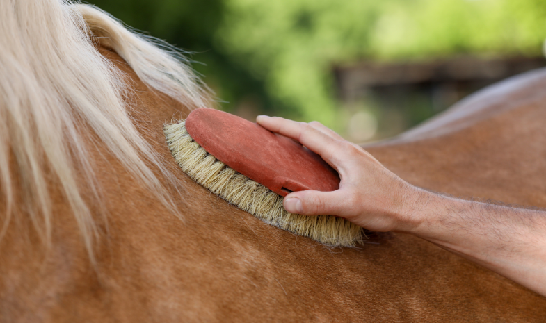 Paarden borstelen