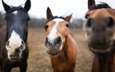 Hoe herken je stress, pijn of ongemak bij je paard?