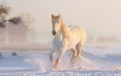 Preventieve zorg bij paarden