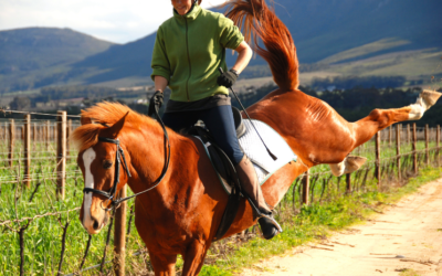 Gedragsproblemen bij paarden
