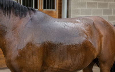Waarom zweet mijn paard zo veel onder het zadel?