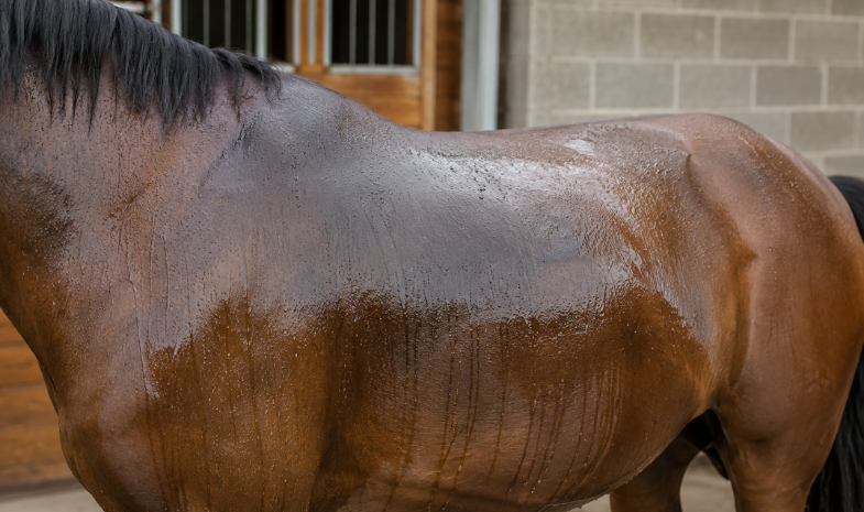 Waarom zweet mijn paard zo veel onder het zadel? 